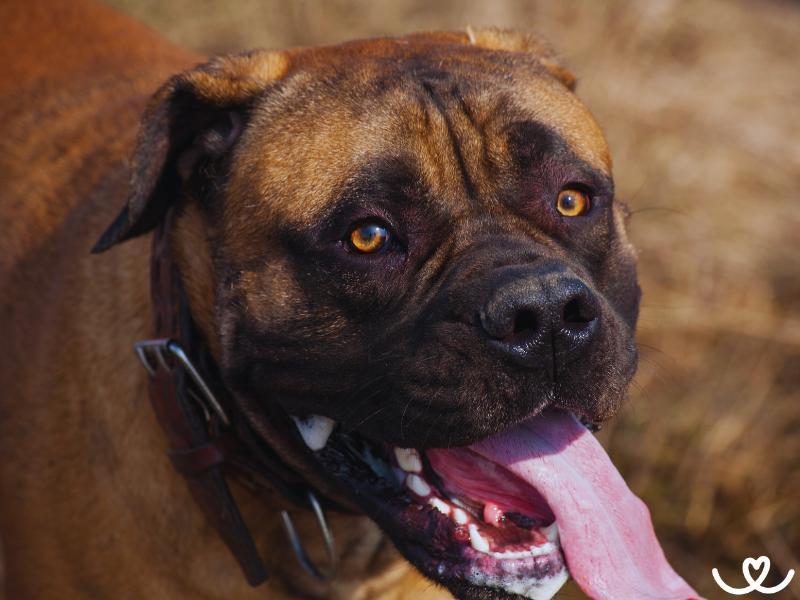 Plemeno-boerboel-bursky-buldok (8)